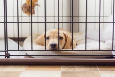 愛犬のための『ケージ』上手な使い方とは？留守番中ケージを使用するメリットまでご紹介