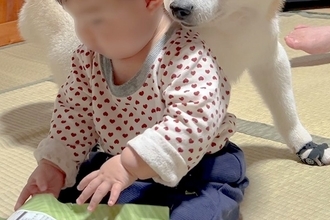 『赤ちゃんのやることが危なっかしい』と心配をする17歳のおばあちゃん犬→まるで孫のような光景が10万再生「癒しの空間」「母性と優しさ」