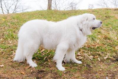 日本で飼うのが難しい犬種5選　飼いづらいと言われている理由や迎える際の注意点まで