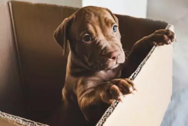 犬が『捨てられた』と勘違いしてしまう行動４選　無意識に愛犬を悲しませている可能性も…