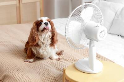 犬が『お気に入りの場所』ばかりで過ごす理由5選　習性を理解して信頼関係を深めよう