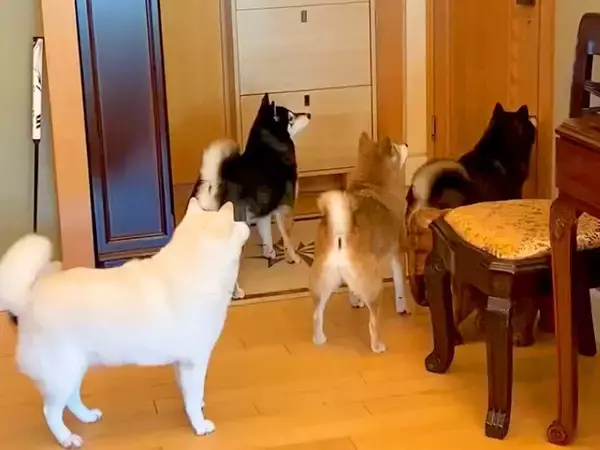 2週間ぶりに帰宅→ドアの前で『4匹の犬』が待機していて…まるで天国のような『尊い光景』が25万再生「叫びすごいｗ」「待ちわびていたのね」