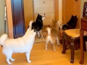 2週間ぶりに帰宅→ドアの前で『4匹の犬』が待機していて…まるで天国のような『尊い光景』が25万再生「叫びすごいｗ」「待ちわびていたのね」