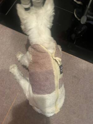 ちーちゃんですけどもっ【第340話】「相当嫌だったらしい」