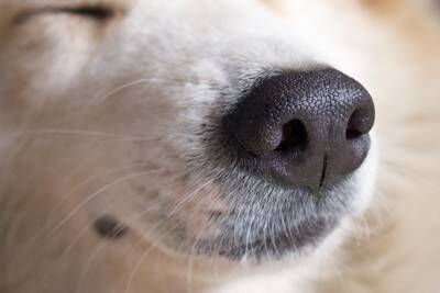 犬が『超苦手に感じるニオイ』5選　体への影響や暮らしの中で気をつけるべきことまで