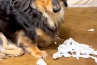 イタズラをした犬に『犯人ですか？』と問いただした結果→わかりやすすぎる『態度と表情』が31万再生「可愛い犯人」「叱れないｗｗ」と反響