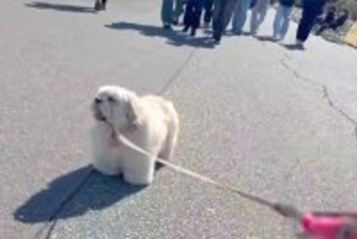 突然『散歩拒否』を発動した犬→後ろから人が歩いてきて、邪魔になると思ったら…掛けられた『まさかの言葉』に8万いいね「最高」「可愛い毛玉」