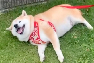 お出かけをする犬→途中で『動物病院への道』と気付いてしまい…想像以上の『全力拒否』が164万再生「嫌だよねｗ」「小さな抵抗が可愛い」