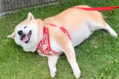 お出かけをする犬→途中で『動物病院への道』と気付いてしまい…想像以上の『全力拒否』が164万再生「嫌だよねｗ」「小さな抵抗が可愛い」