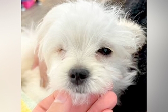 『売れない』と言われた『片目が無い犬』を発見→気になり何度も会いに行って…涙あふれる『まさかの展開』に感動「素晴らしい出会い」「天使」