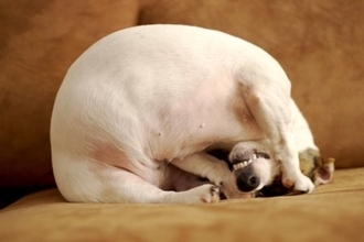 犬が『本気で嫌』だと思っているサイン4選　良かれと思ってやっている行動が愛犬に不快感を与えていることも…
