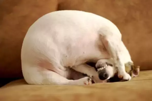 犬が『本気で嫌』だと思っているサイン4選　良かれと思ってやっている行動が愛犬に不快感を与えていることも…