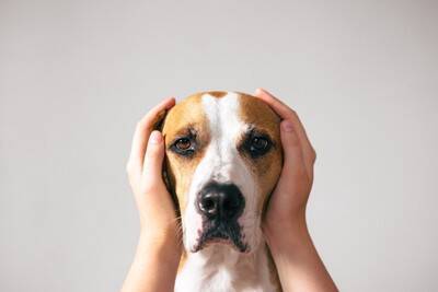犬が『本気で嫌』だと思っているサイン4選　良かれと思ってやっている行動が愛犬に不快感を与えていることも…