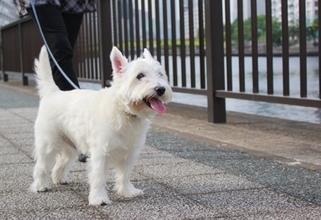 犬が『突然動かなくなる』理由5つ　病気の可能性や病院へ受診する目安とは？
