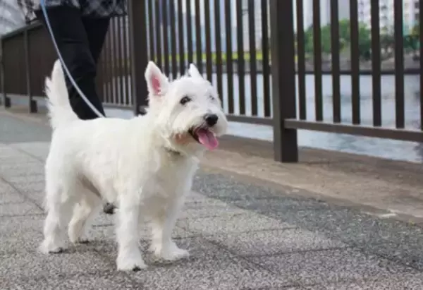 犬が『突然動かなくなる』理由5つ　病気の可能性や病院へ受診する目安とは？