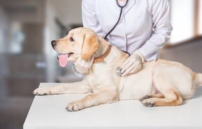 犬が『突然動かなくなる』理由5つ　病気の可能性や病院へ受診する目安とは？