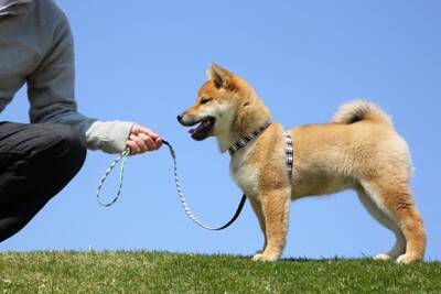 犬が『突然動かなくなる』理由5つ　病気の可能性や病院へ受診する目安とは？