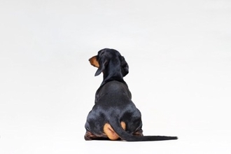 犬が『本気で嫌だ』と思っているときのサイン4つ　我慢の限界に達したワンコがみせる行動とは？