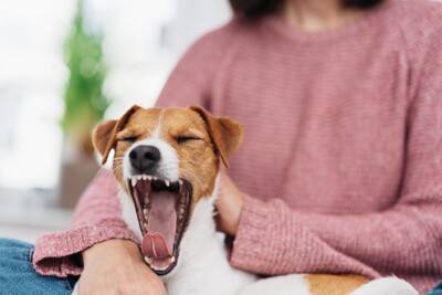 犬が『本気で嫌だ』と思っているときのサイン4つ　我慢の限界に達したワンコがみせる行動とは？