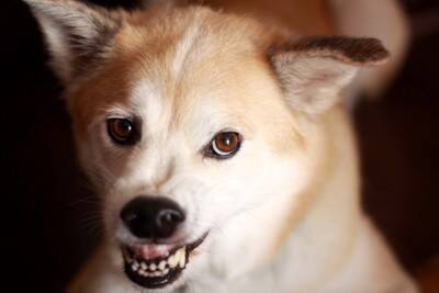 犬が『本気で嫌だ』と思っているときのサイン4つ　我慢の限界に達したワンコがみせる行動とは？