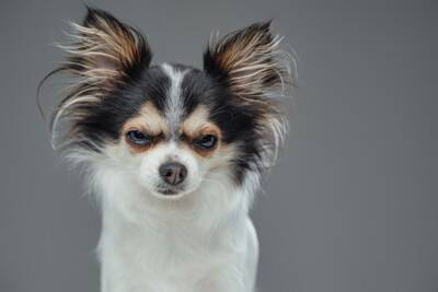 犬が『本気で嫌だ』と思っているときのサイン4つ　我慢の限界に達したワンコがみせる行動とは？