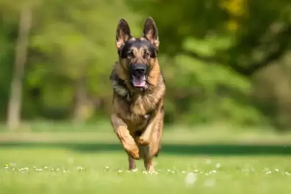 『カッコいい』と言われる犬種6選　スタイリッシュなワンコの魅力や愛らしいギャップまで