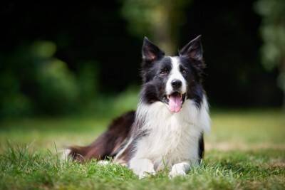 『カッコいい』と言われる犬種6選　スタイリッシュなワンコの魅力や愛らしいギャップまで