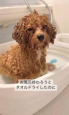 『お風呂が大好きな犬』が湯船を前にとった行動…気持ちよさそうにする光景が104万再生「自分から入るのかわいすぎ」「前世は人間」