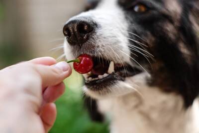 犬に与えても大丈夫な『春が旬の果物』5選　食べさせるときの注意点まで