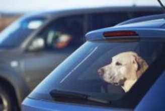 冬に『犬を車で留守番』大丈夫なの？知っておくべき安全対策や考えられるリスクまで