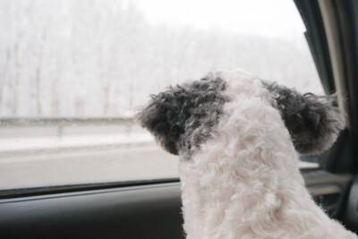 冬に『犬を車で留守番』大丈夫なの？知っておくべき安全対策や考えられるリスクまで