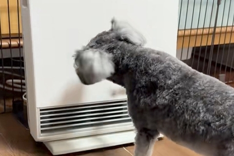ヒーターを消したままにしていたら、犬が怒ってしまい…まさかの『ブチギレ行動』がSNSで話題「自分でやっておいてビビるｗ」「マジ可愛い」