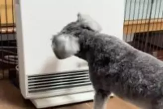 ヒーターを消したままにしていたら、犬が怒ってしまい…まさかの『ブチギレ行動』がSNSで話題「自分でやっておいてビビるｗ」「マジ可愛い」