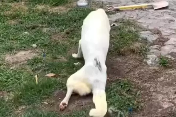 10年以上散歩されず、下半身不随になった老犬　保護して2日後→奇跡的な『まさかの光景』に反響「ただただ感動…」「本当にありがとう」