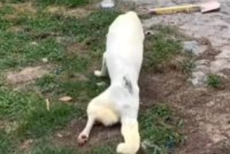 10年以上散歩されず、下半身不随になった老犬　保護して2日後→奇跡的な『まさかの光景』に反響「ただただ感動…」「本当にありがとう」