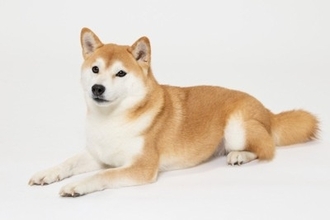 犬に『伏せ』を教える方法3つ　トレーニングの手順や覚える必要性まで解説