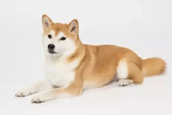 犬に『伏せ』を教える方法3つ　トレーニングの手順や覚える必要性まで解説