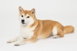 犬に『伏せ』を教える方法3つ　トレーニングの手順や覚える必要性まで解説