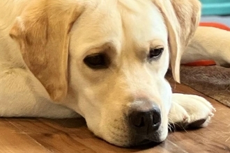 『なんか大型犬が拗ねてるな』と思い見てみたら、おててを伸ばしていて…まるで『人間の子どものような光景』に反響「かわいいｗｗ」と14万表示