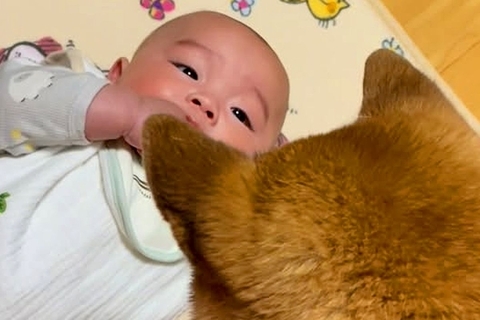 寝転がる赤ちゃん→なぜか隣に『犬』が座って…想像以上に『じーーっと見つめ続ける光景』が尊いと107万再生「優しい子守り」「慈しむ目だ」