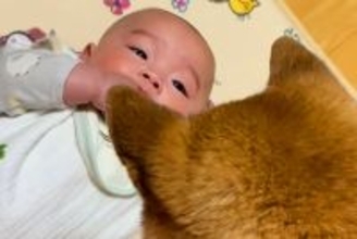 寝転がる赤ちゃん→なぜか隣に『犬』が座って…想像以上に『じーーっと見つめ続ける光景』が尊いと107万再生「優しい子守り」「慈しむ目だ」