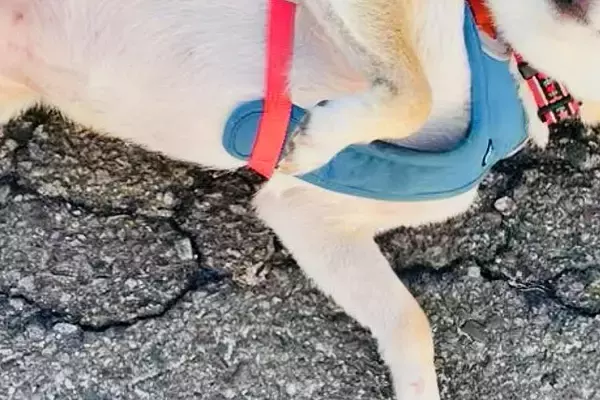 『犬を触っていいですか？』と聞かれたので、ふと犬に目を向けたら…会話中の『まさかの光景』に10万いいね「たまらん」「ワシャワシャしたい」