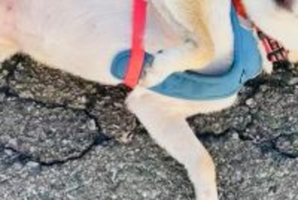 『犬を触っていいですか？』と聞かれたので、ふと犬に目を向けたら…会話中の『まさかの光景』に10万いいね「たまらん」「ワシャワシャしたい」