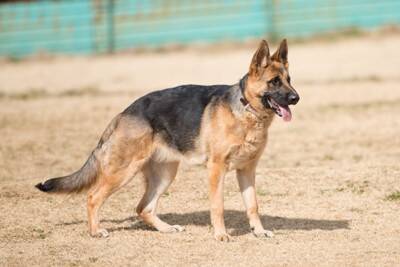 『頭がいい』といわれている犬種５選　賢いワンコがよくする行動や気をつけるべき接し方まで