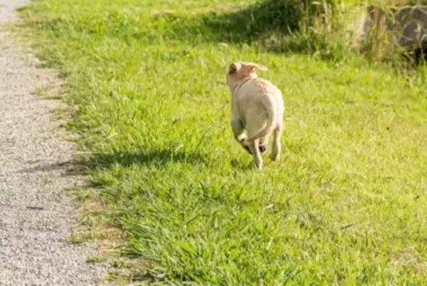 『迷子犬』にしてはいけない絶対NG行為3つ　ひとりでいる犬を発見したときの適切な対応まで