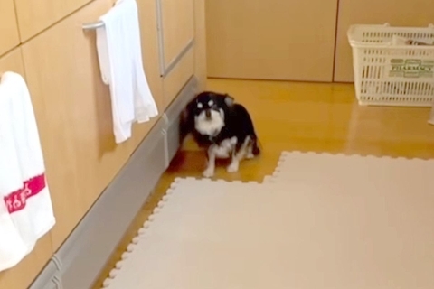 『入ってはいけない場所』を教わった犬→家族がそこにいると、ダメと思いつつも…まさかの光景が90万再生「制御できてなくて草」「涙出たｗ」