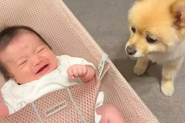 夜10時、寝室に移動する犬→赤ちゃんが泣きだすと『大丈夫？』とすぐに戻ってきて…あまりに素敵な光景が38万再生「頼りになる」「最高の兄」