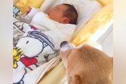 赤ちゃんが『犬と一緒に育てられた』結果→4年後には…幸せに溢れている『尊い成長記録』が21万再生「本当に優しいね」「なんか顔も似てる」