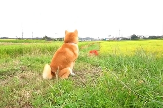 田んぼ道を歩いている犬→遠くにいる『パパ』に気付いたら…家族愛に溢れた『尊すぎる再会の瞬間』が73万再生「なんて素敵」「まるで恋人同士」