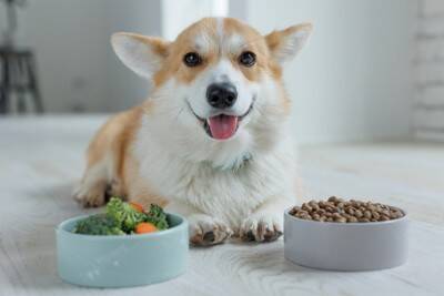 犬が『肥満』になる飼い主の絶対NG行為4選　理想的な体型とは？太らせすぎるリスクまで